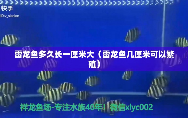 雷龍魚多久長一厘米大（雷龍魚幾厘米可以繁殖） 杰西卡恐龍魚