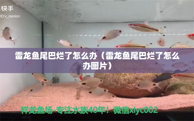 雷龍魚尾巴爛了怎么辦（雷龍魚尾巴爛了怎么辦圖片） 潛水艇魚