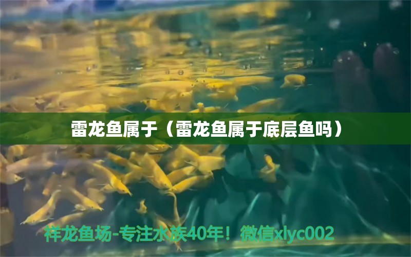 雷龍魚屬于（雷龍魚屬于底層魚嗎） 招財戰(zhàn)船魚