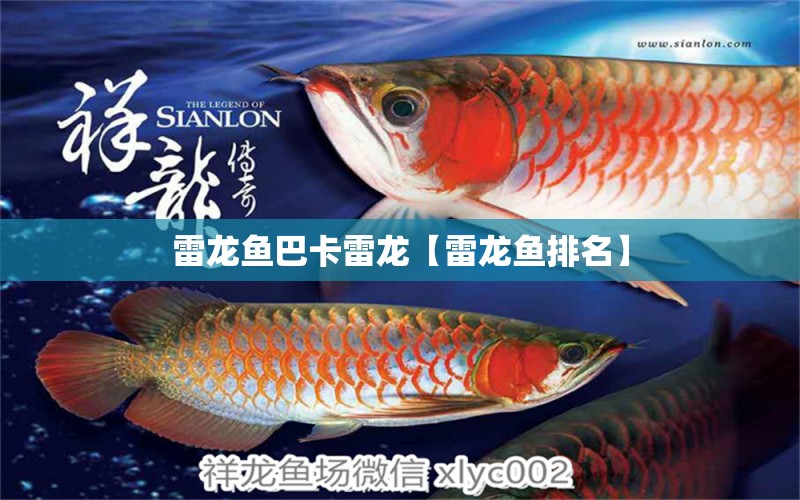 雷龍魚巴卡雷龍【雷龍魚排名】