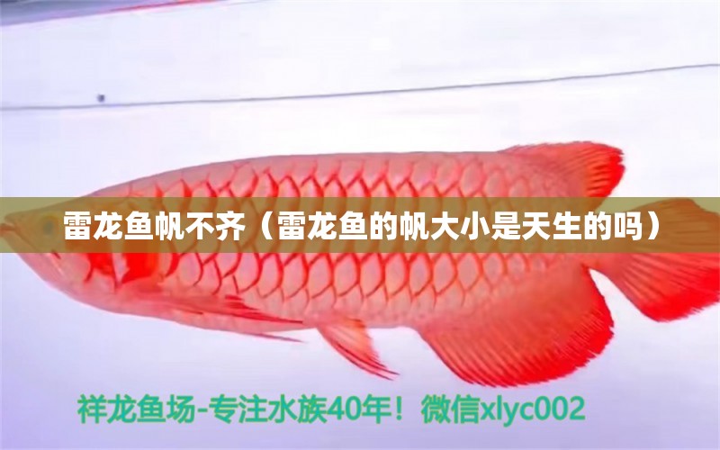 雷龍魚帆不齊（雷龍魚的帆大小是天生的嗎）