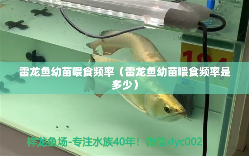 雷龍魚幼苗喂食頻率（雷龍魚幼苗喂食頻率是多少） 豬鼻龜