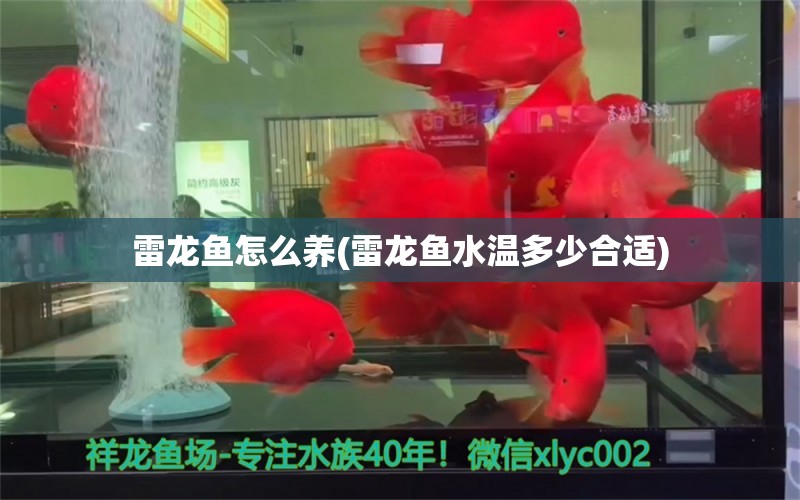 雷龍魚怎么養(yǎng)(雷龍魚水溫多少合適) 高背金龍魚