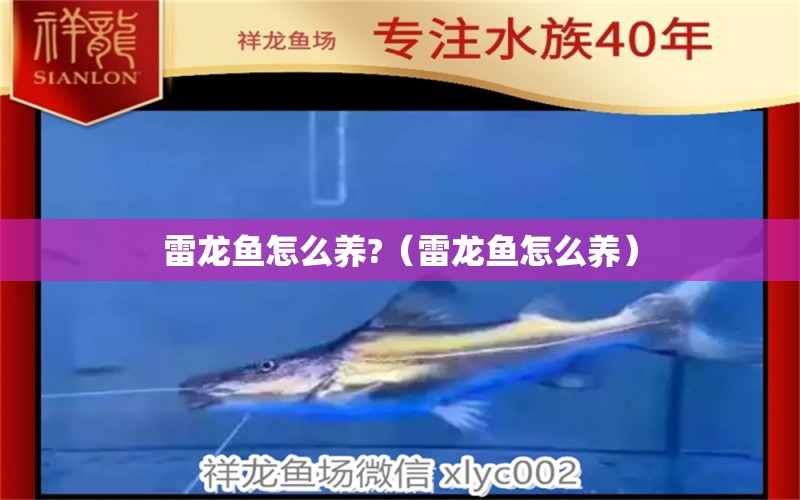 雷龍魚怎么養(yǎng)?（雷龍魚怎么養(yǎng)）