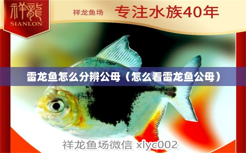 雷龍魚怎么分辨公母（怎么看雷龍魚公母）