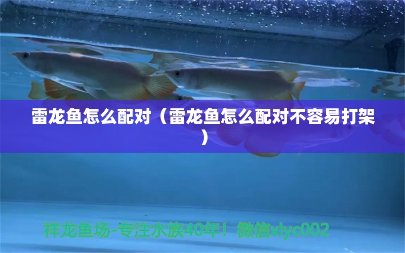 雷龍魚(yú)怎么配對(duì)（雷龍魚(yú)怎么配對(duì)不容易打架）