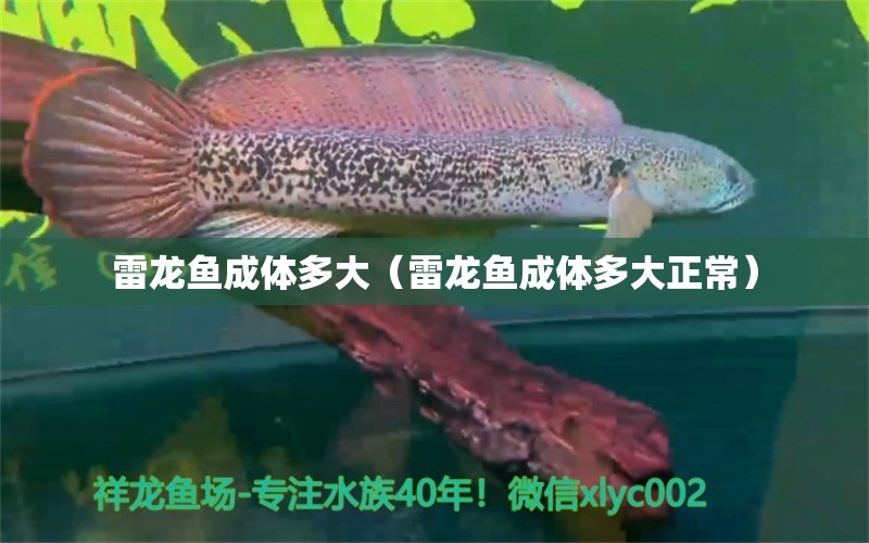 雷龍魚成體多大（雷龍魚成體多大正常） 祥龍水族醫(yī)院