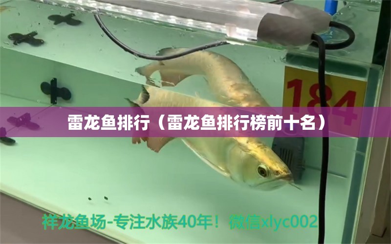 雷龍魚排行（雷龍魚排行榜前十名） 龍魚疾病與治療