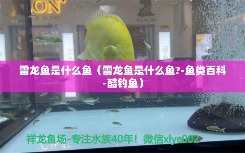 雷龍魚是什么魚（雷龍魚是什么魚?-魚類百科-酷釣魚）