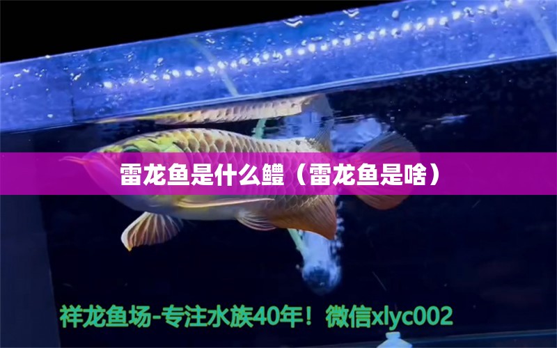 雷龍魚是什么鱧（雷龍魚是啥）