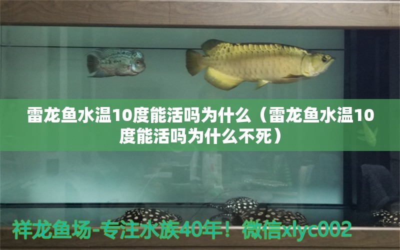 雷龍魚水溫10度能活嗎為什么（雷龍魚水溫10度能活嗎為什么不死） BD魟魚