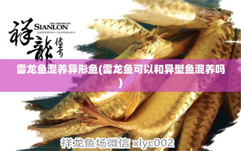 雷龍魚混養(yǎng)異形魚(雷龍魚可以和異型魚混養(yǎng)嗎)