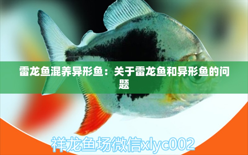 雷龍魚混養(yǎng)異形魚：關(guān)于雷龍魚和異形魚的問題