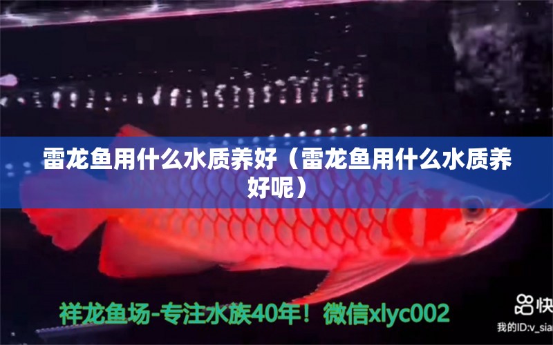 雷龍魚用什么水質(zhì)養(yǎng)好（雷龍魚用什么水質(zhì)養(yǎng)好呢）