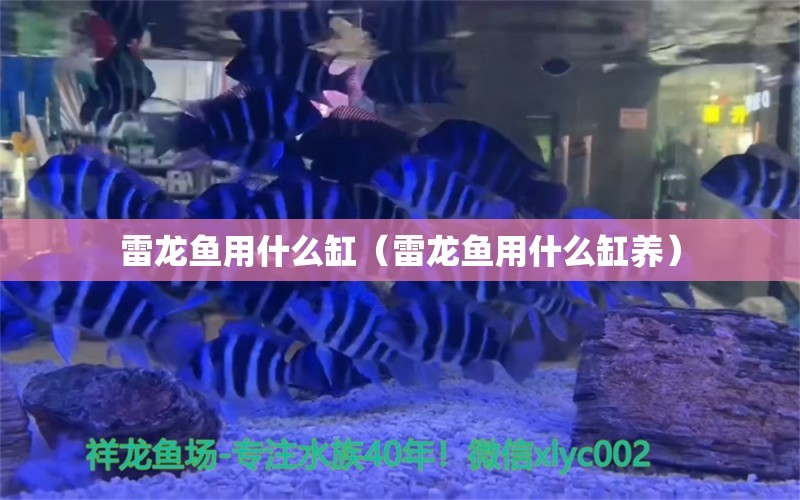 雷龍魚用什么缸（雷龍魚用什么缸養(yǎng)）