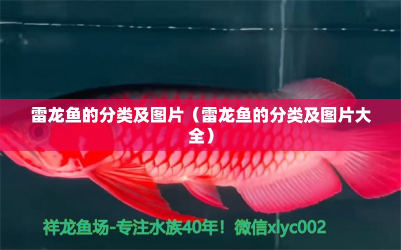 雷龍魚的分類及圖片（雷龍魚的分類及圖片大全） 觀賞魚市場(chǎng)（混養(yǎng)魚）