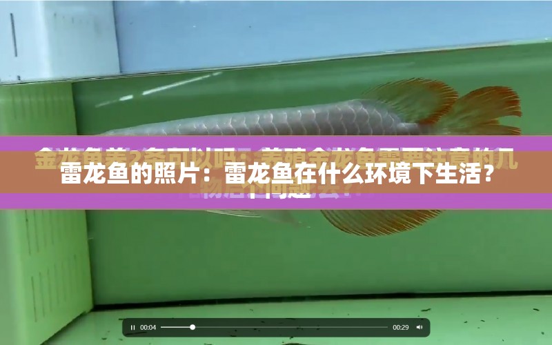 雷龍魚的照片：雷龍魚在什么環(huán)境下生活？ 水族問答 第1張