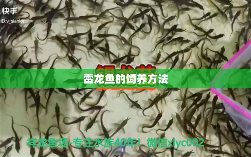 雷龍魚的飼養(yǎng)方法 黑金魟魚