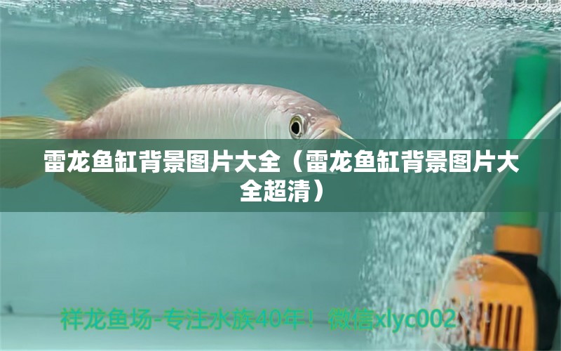 雷龍魚缸背景圖片大全（雷龍魚缸背景圖片大全超清）