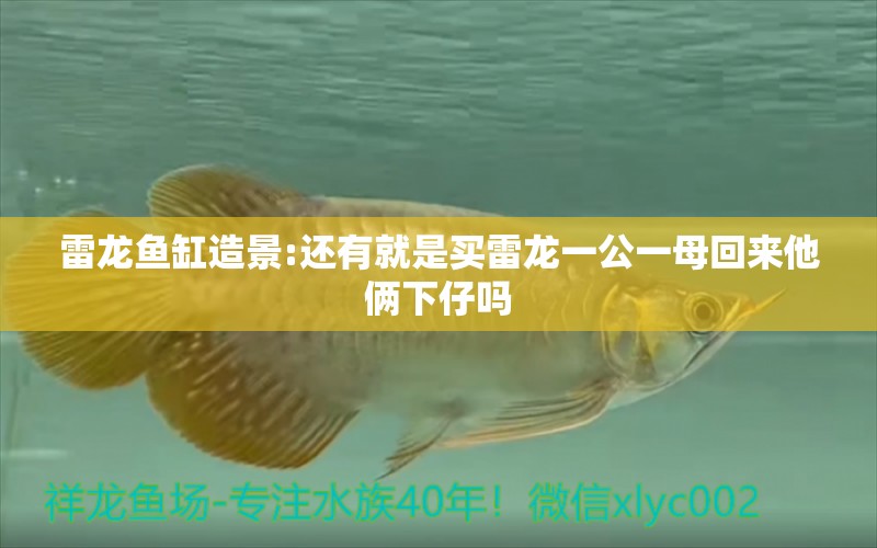 雷龍魚缸造景:還有就是買雷龍一公一母回來他倆下仔嗎 龍魚批發(fā)