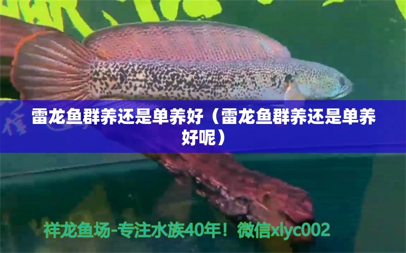 雷龍魚群養(yǎng)還是單養(yǎng)好（雷龍魚群養(yǎng)還是單養(yǎng)好呢）