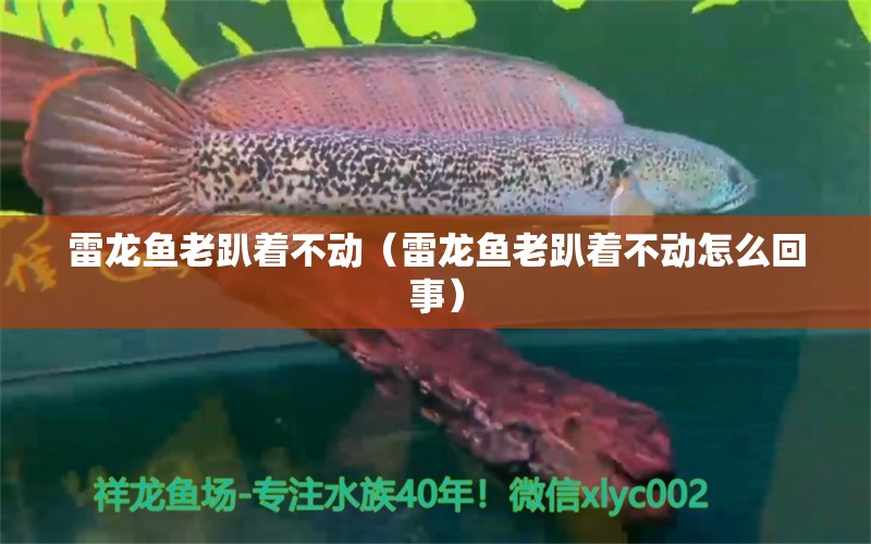 雷龍魚(yú)老趴著不動(dòng)（雷龍魚(yú)老趴著不動(dòng)怎么回事） 廣州龍魚(yú)批發(fā)市場(chǎng)