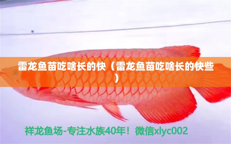 雷龍魚苗吃啥長的快（雷龍魚苗吃啥長的快些）