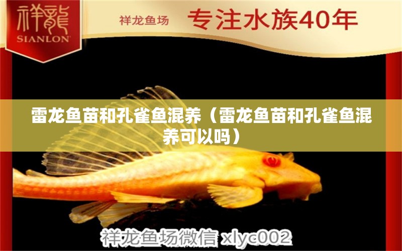 雷龍魚苗和孔雀魚混養(yǎng)（雷龍魚苗和孔雀魚混養(yǎng)可以嗎） 大白鯊魚苗