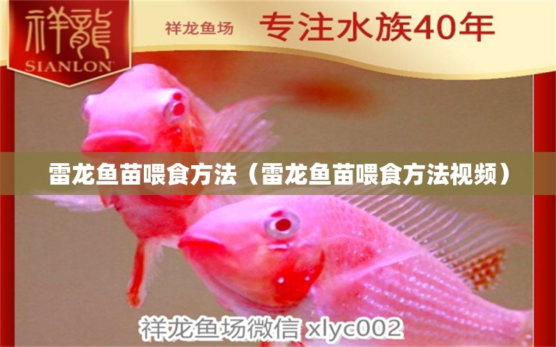 雷龍魚苗喂食方法（雷龍魚苗喂食方法視頻）