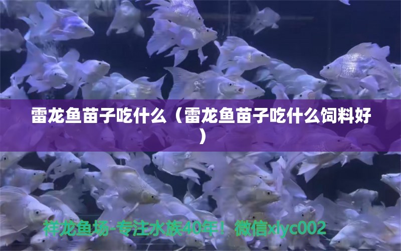 雷龍魚苗子吃什么（雷龍魚苗子吃什么飼料好）