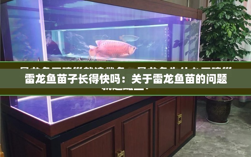 雷龍魚苗子長得快嗎：關(guān)于雷龍魚苗的問題 水族問答