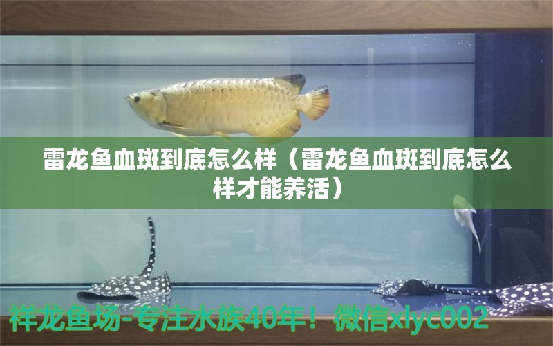 雷龍魚血斑到底怎么樣（雷龍魚血斑到底怎么樣才能養(yǎng)活）