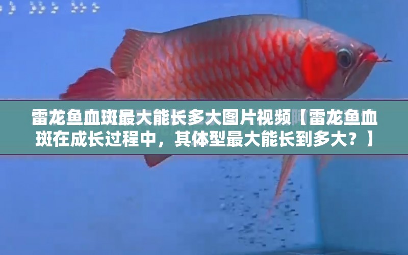 雷龍魚血斑最大能長多大圖片視頻【雷龍魚血斑在成長過程中，其體型最大能長到多大？】 水族問答 第1張