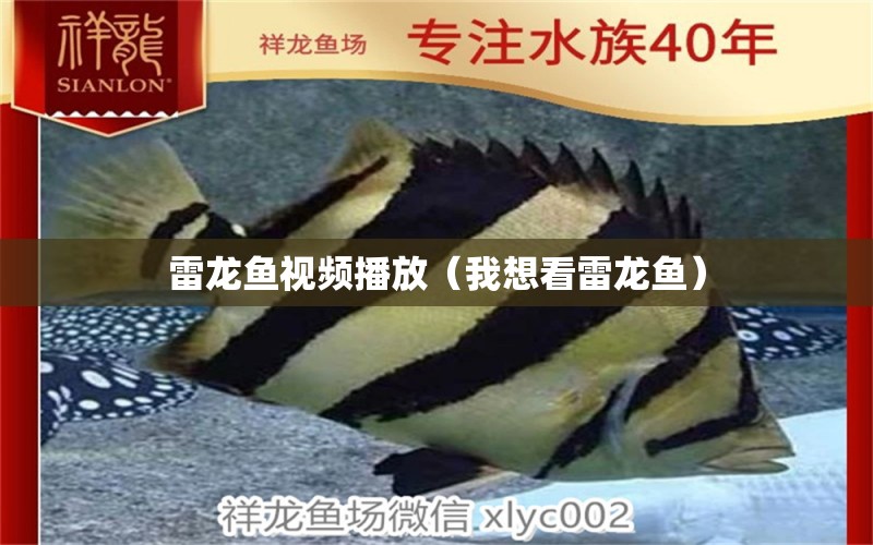 雷龍魚(yú)視頻播放（我想看雷龍魚(yú)）