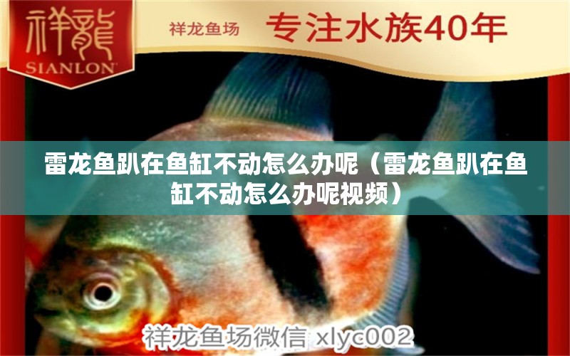 雷龍魚趴在魚缸不動怎么辦呢（雷龍魚趴在魚缸不動怎么辦呢視頻）