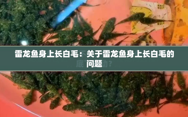 雷龍魚身上長白毛：關(guān)于雷龍魚身上長白毛的問題 水族問答