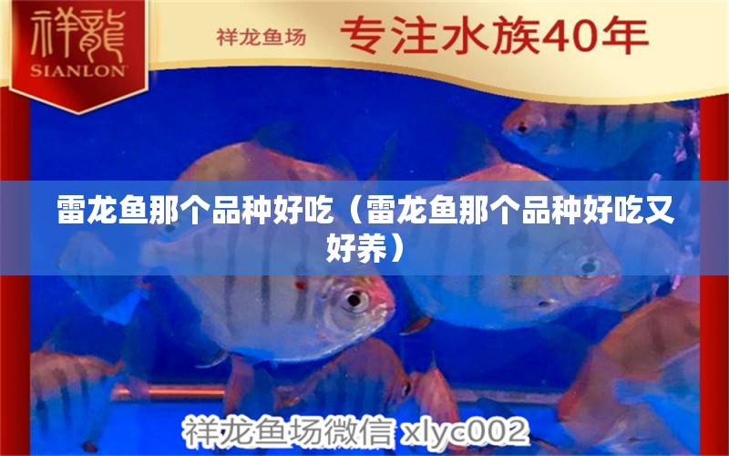 雷龍魚那個品種好吃（雷龍魚那個品種好吃又好養(yǎng)）