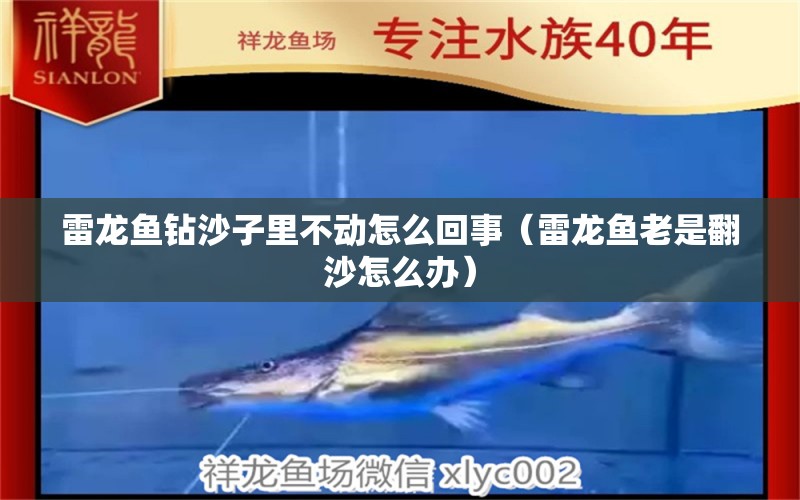 雷龍魚鉆沙子里不動(dòng)怎么回事（雷龍魚老是翻沙怎么辦）