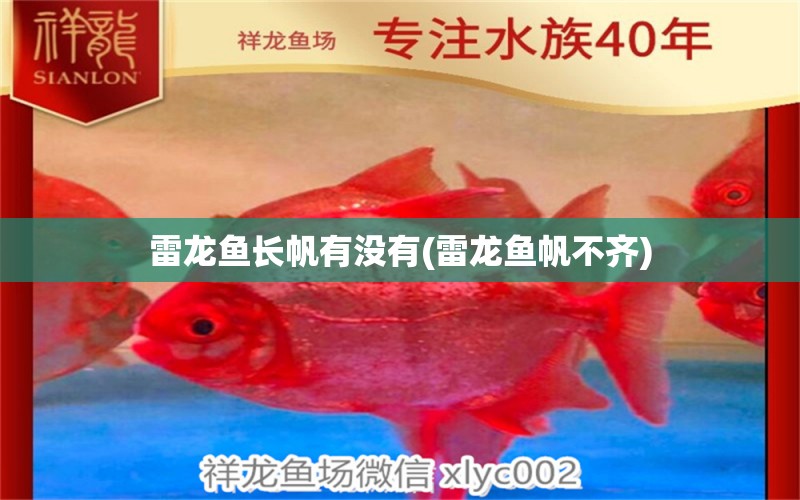 雷龍魚長帆有沒有(雷龍魚帆不齊) 七紋巨鯉魚 第1張