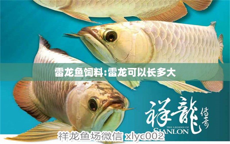 雷龍魚飼料:雷龍可以長多大