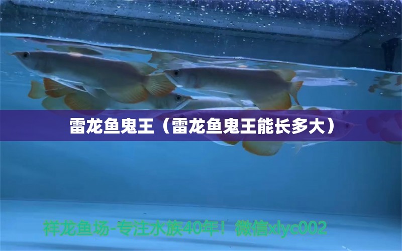 雷龍魚鬼王（雷龍魚鬼王能長多大） 廣州龍魚批發(fā)市場