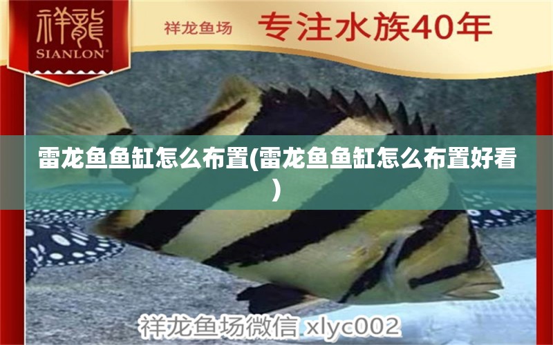 雷龍魚(yú)魚(yú)缸怎么布置(雷龍魚(yú)魚(yú)缸怎么布置好看) 養(yǎng)魚(yú)的好處