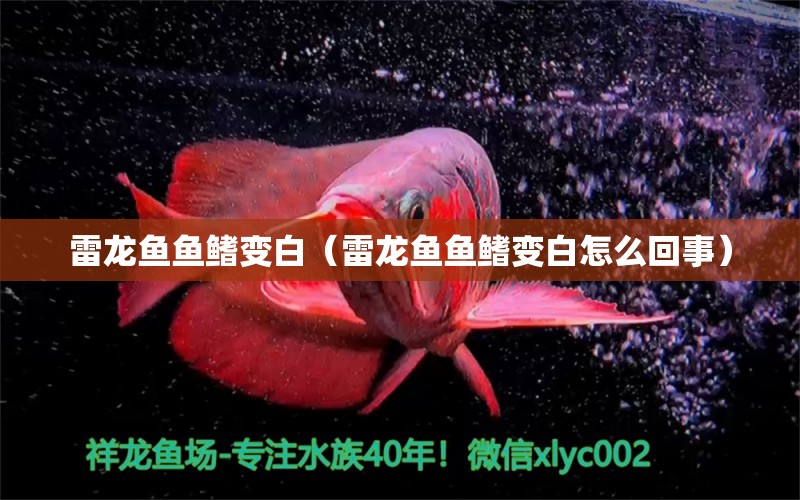 雷龍魚魚鰭變白（雷龍魚魚鰭變白怎么回事）