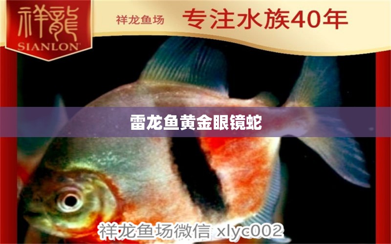 雷龍魚黃金眼鏡蛇 祥龍水族醫(yī)院