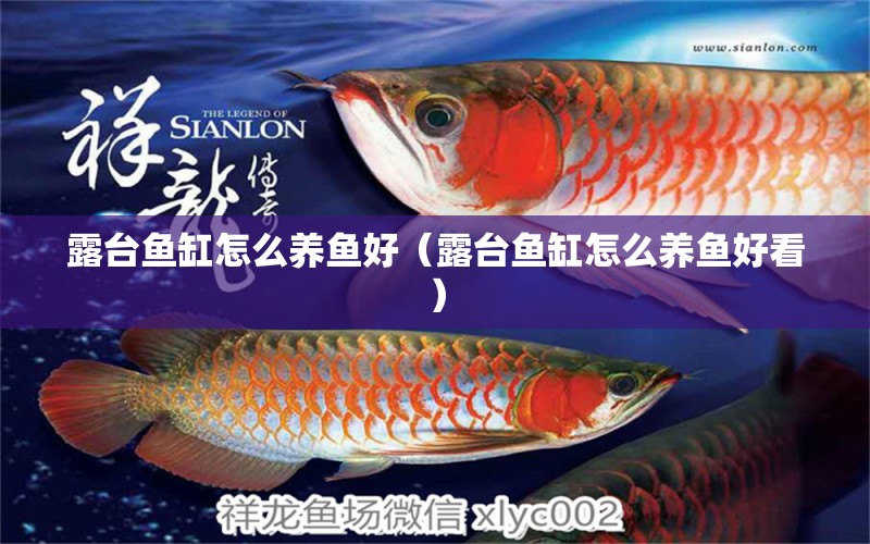 露臺魚缸怎么養(yǎng)魚好（露臺魚缸怎么養(yǎng)魚好看）