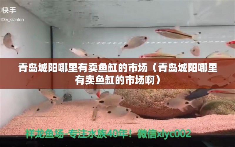 青島城陽哪里有賣魚缸的市場（青島城陽哪里有賣魚缸的市場?。? title=