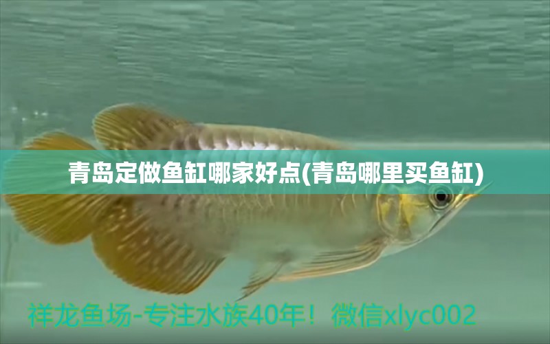 青島定做魚缸哪家好點(diǎn)(青島哪里買魚缸) 巨骨舌魚