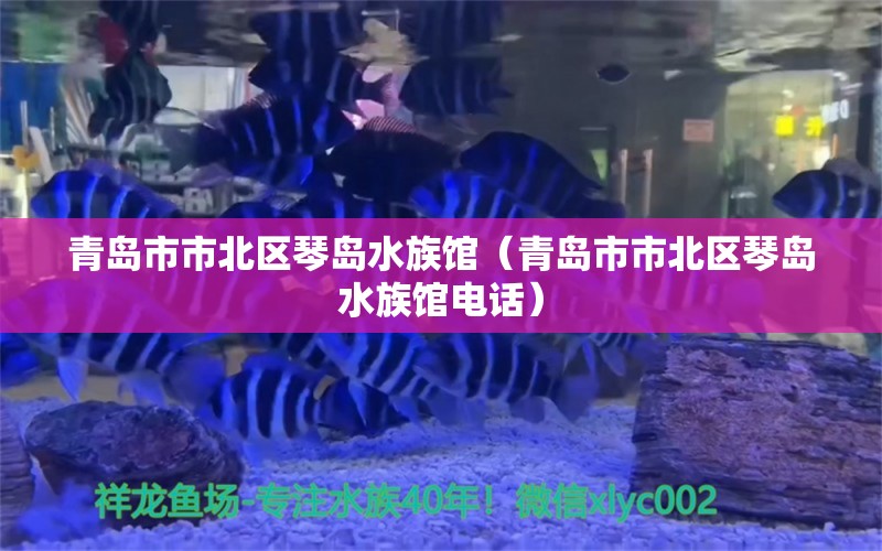 青島市市北區(qū)琴島水族館（青島市市北區(qū)琴島水族館電話）