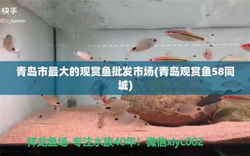 青島市最大的觀賞魚批發(fā)市場(chǎng)(青島觀賞魚58同城) 觀賞魚批發(fā)