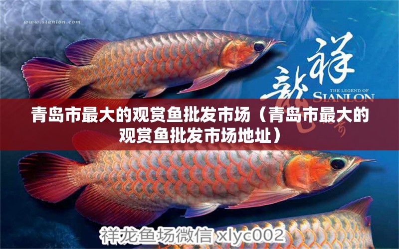 青島市最大的觀賞魚批發(fā)市場（青島市最大的觀賞魚批發(fā)市場地址）